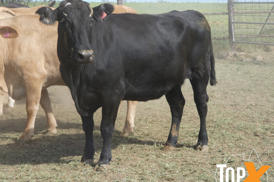 29 Crossbred PTIC Cows