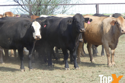 29 Crossbred PTIC Cows