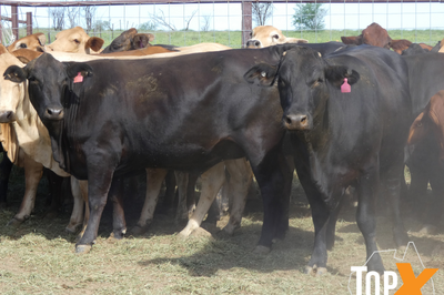 29 Crossbred PTIC Cows