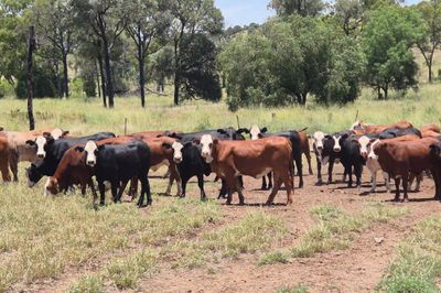 90 VGQ Braford / Angus X Heifers