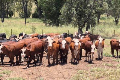 90 VGQ Braford / Angus X Heifers