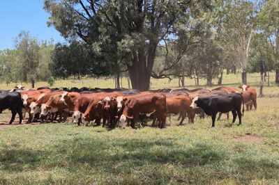 90 VGQ Braford / Angus X Heifers