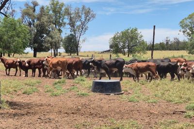 90 VGQ Braford / Angus X Heifers