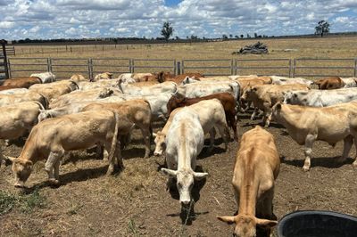 90 VGQ Charolias X Steers