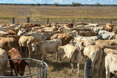 90 VGQ Charolias X Steers