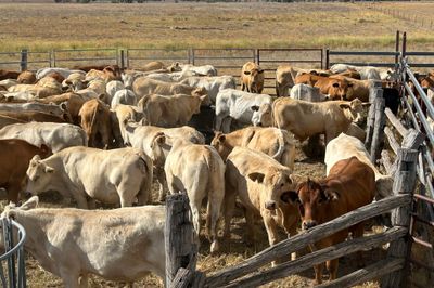 90 VGQ Charolias X Steers