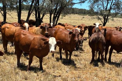 300 Santa / Brahman / Hereford X EU Heifers