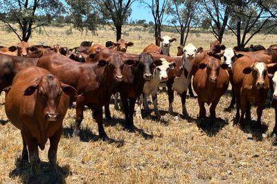 300 Santa / Brahman / Hereford X EU Heifers