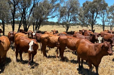 300 Santa / Brahman / Hereford X EU Heifers