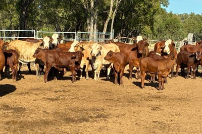 85x85 EU VGQ Brahman/Hereford X Cows & Calves