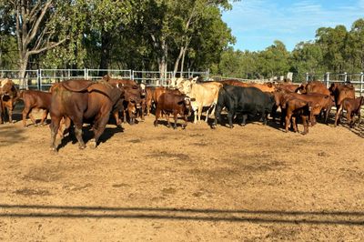 85x85 EU VGQ Brahman/Hereford X Cows & Calves