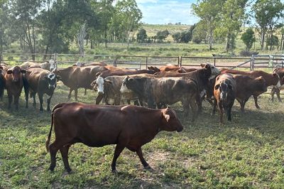 85x85 EU VGQ Brahman/Hereford X Cows & Calves