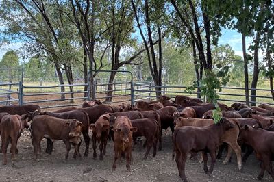 85x85 EU VGQ Brahman/Hereford X Cows & Calves
