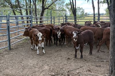 85x85 EU VGQ Brahman/Hereford X Cows & Calves