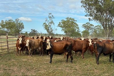 85x85 EU VGQ Brahman/Hereford X Cows & Calves