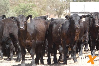 A+ 23/1 - 152 ANGUS STEER WEANERS