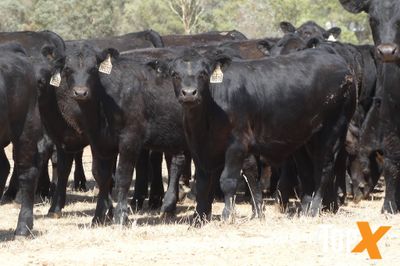 A+ 23/1 - 152 ANGUS STEER WEANERS