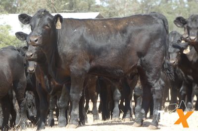 A+ 23/1 - 152 ANGUS STEER WEANERS