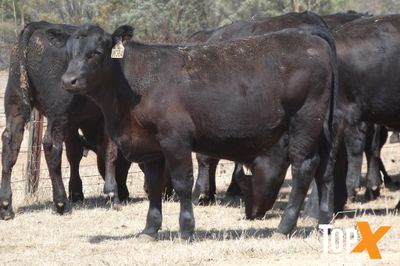 A+ 23/1 - 152 ANGUS STEER WEANERS