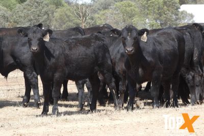 A+ 23/1 - 152 ANGUS STEER WEANERS