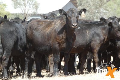A+ 23/1 - 152 ANGUS STEER WEANERS
