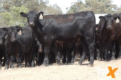 A+ 23/1 - 152 ANGUS STEER WEANERS