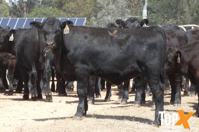 A+ 23/1 - 152 ANGUS STEER WEANERS