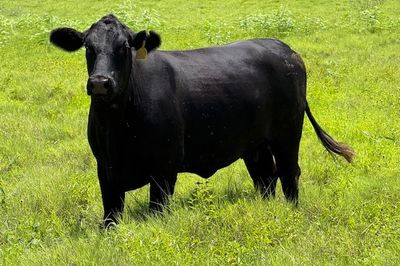 Approx. 44x44 AngusX Cows with Calves at Foot