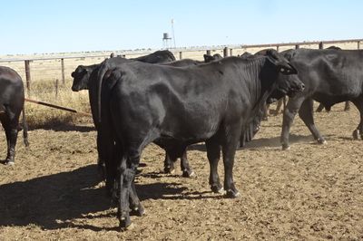 156 Brangus Feeder Steers