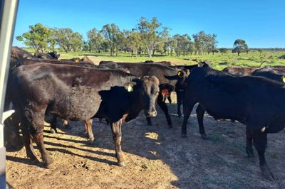 Approx. 126 F1/F2/F3 Wagyu Feeders