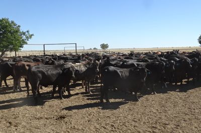 156 Brangus Feeder Steers