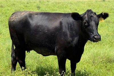 Approx. 44x44 AngusX Cows with Calves at Foot