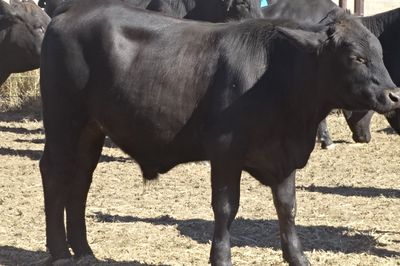 156 Brangus Feeder Steers