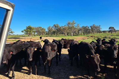 Approx. 126 F1/F2/F3 Wagyu Feeders