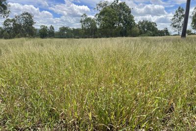 “Valley Run”  Nagoorin
