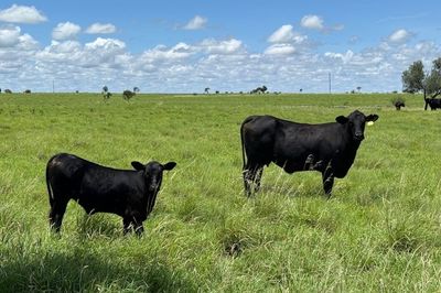 Approx. 44x44 AngusX Cows with Calves at Foot
