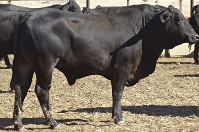 156 Brangus Feeder Steers
