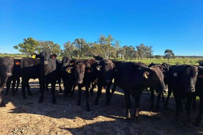 Approx. 126 F1/F2/F3 Wagyu Feeders