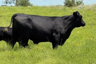 Approx. 44x44 AngusX Cows with Calves at Foot