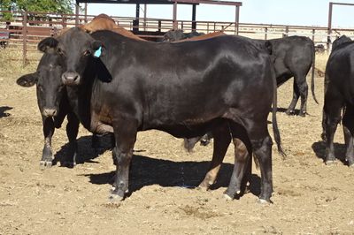 156 Brangus Feeder Steers