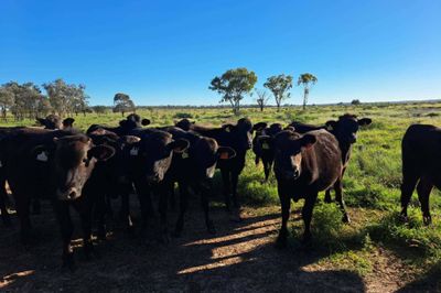 Approx. 126 F1/F2/F3 Wagyu Feeders