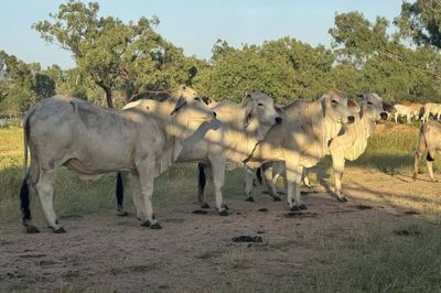 Grey Brahman Heifers