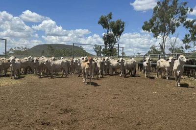 Grey Brahman Heifers