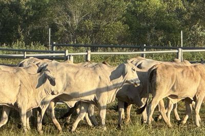 Grey Brahman Heifers