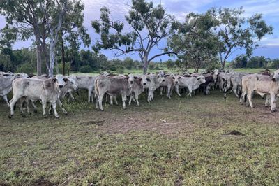300 Grey Brahman Heifers
