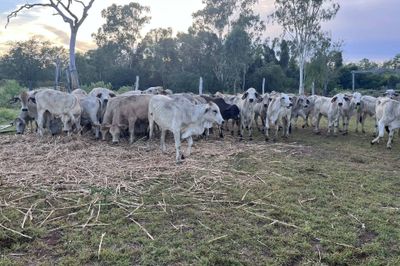 300 Grey Brahman Heifers