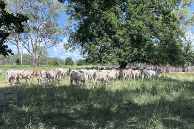 300 Grey Brahman Heifers