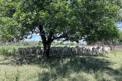300 Grey Brahman Heifers