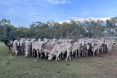 300 Grey Brahman Heifers