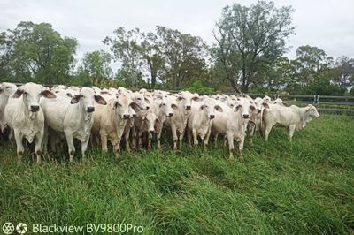 142 Grey Brahman Heifers